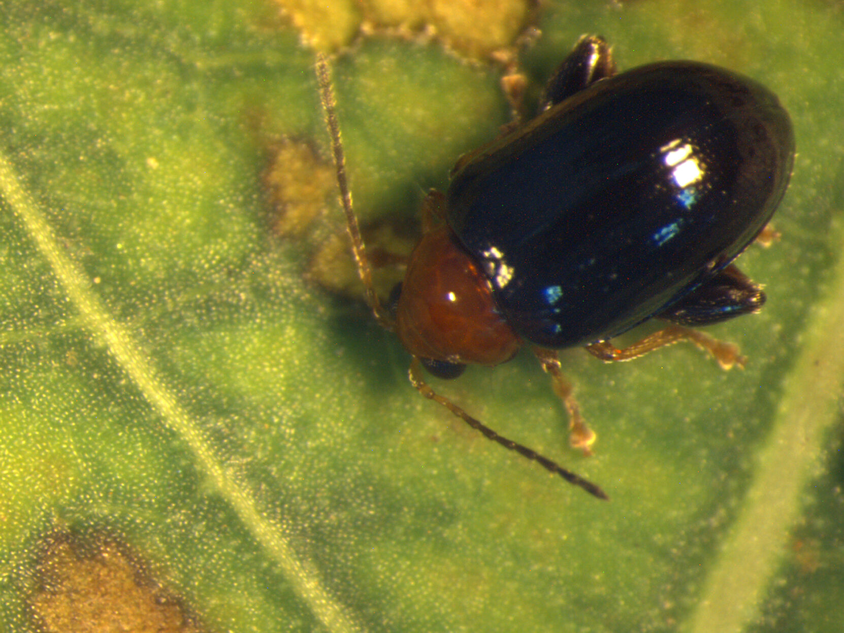 Flea beetle